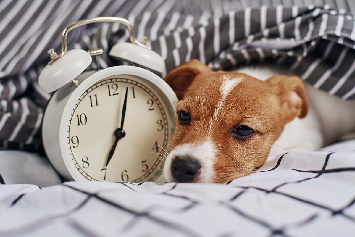 Dog and alarm clock